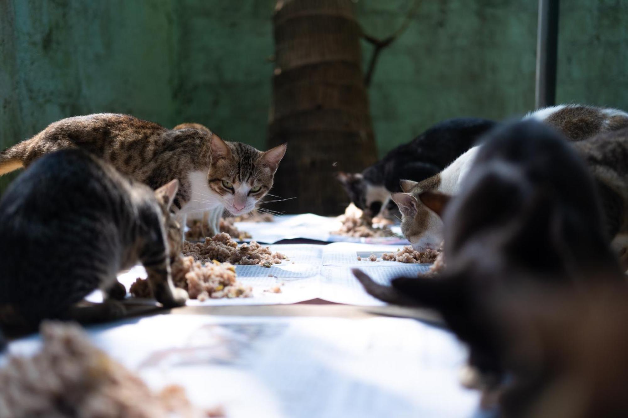 Alass Ga For Pets Lovers Trincomalee Exterior foto
