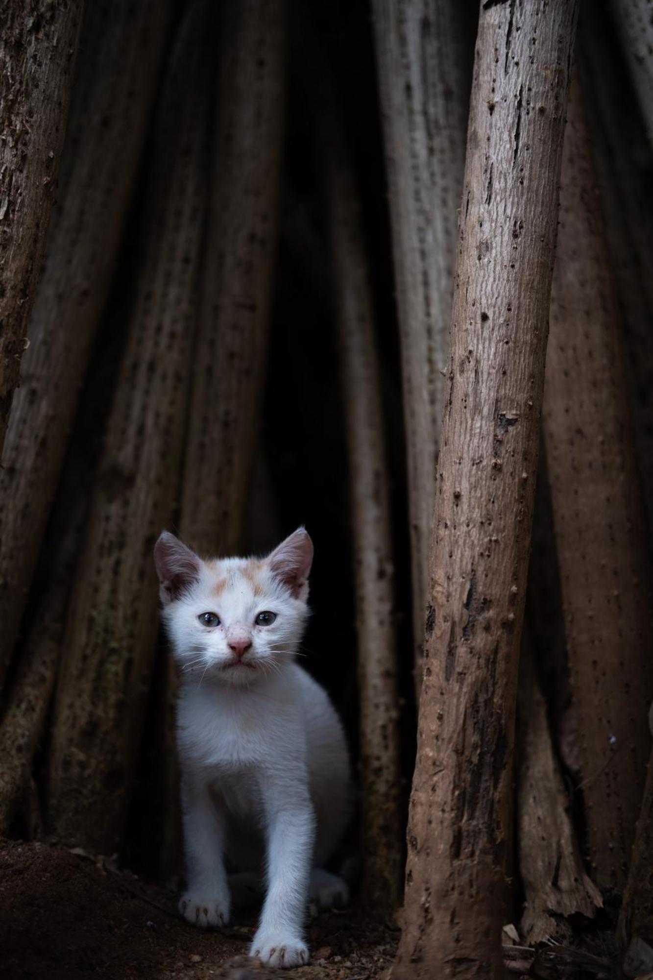 Alass Ga For Pets Lovers Trincomalee Exterior foto