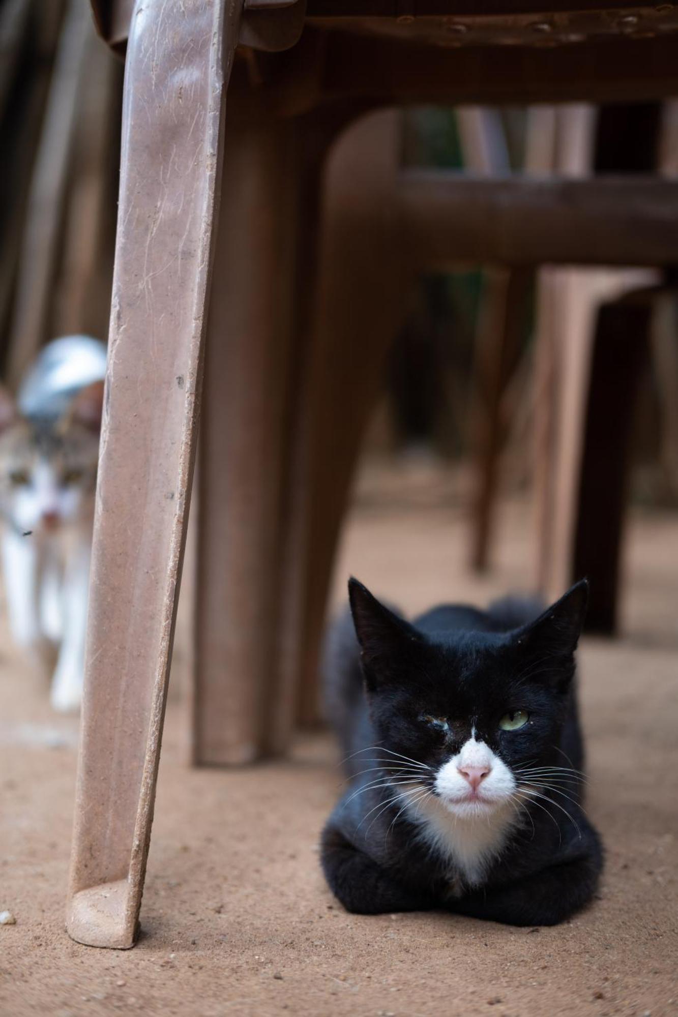 Alass Ga For Pets Lovers Trincomalee Exterior foto